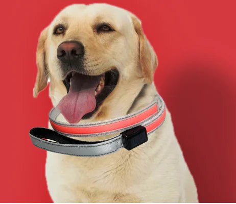 LED Pet Leash for Night Walks - Durable and Thick