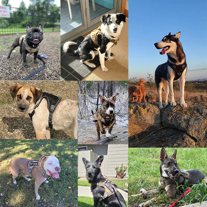 Reflective Outdoor Training Pet Leash